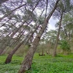 Chouf Cedar Reserve (nearby) - Deir Al Qamar