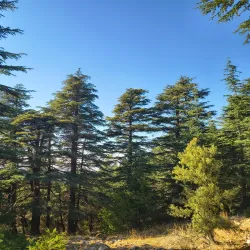 Chouf Cedar Reserve (nearby) - Deir Al Qamar