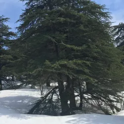 Chouf Cedar Reserve (nearby) - Deir Al Qamar