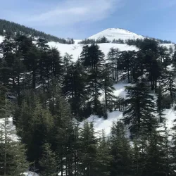 Chouf Cedar Reserve (nearby) - Deir Al Qamar