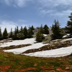 Chouf Cedar Reserve (nearby) - Deir Al Qamar