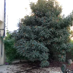 Jal el Dib River - Jal el Dib