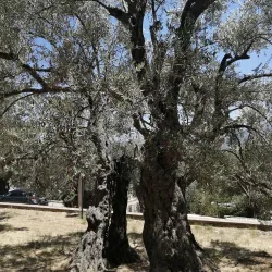 Olive Groves Surrounding Jubb Jannin - Jubb Jannin