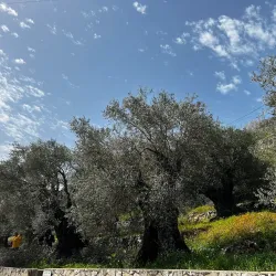 Olive Groves Surrounding Jubb Jannin - Jubb Jannin