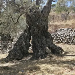 Olive Groves Surrounding Jubb Jannin - Jubb Jannin