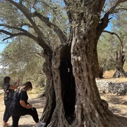 Olive Groves Surrounding Jubb Jannin - Jubb Jannin