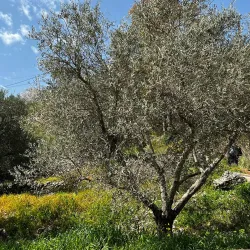 Olive Groves Surrounding Jubb Jannin - Jubb Jannin