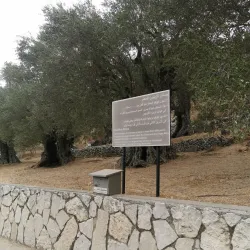 Olive Groves Surrounding Jubb Jannin - Jubb Jannin