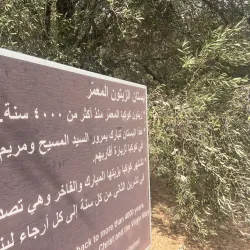 Olive Groves Surrounding Jubb Jannin - Jubb Jannin