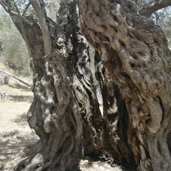 Olive Groves Surrounding Jubb Jannin - Jubb Jannin