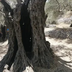 Olive Groves Surrounding Jubb Jannin - Jubb Jannin