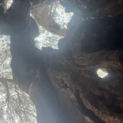 Olive Groves Surrounding Jubb Jannin - Jubb Jannin