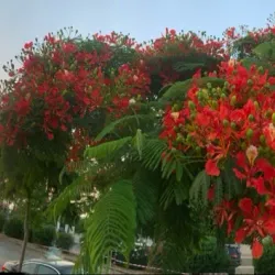 Juniyah Public Park - Juniyah