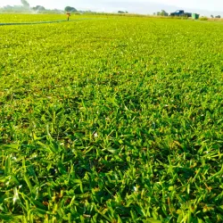 Juniyah Public Park - Juniyah