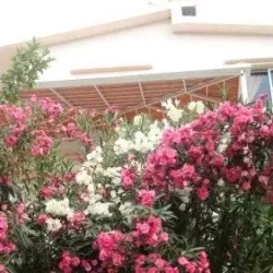 Akkar Mountains - Qoubaiyat (Kobayat)