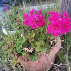 Qoubaiyat Public Park - Qoubaiyat (Kobayat)