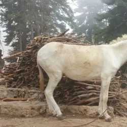 Qoubaiyat Valley - Qoubaiyat (Kobayat)