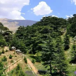 Cedar Forests Nearby - Yahchouch
