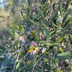 Local Olive Groves - Yahchouch