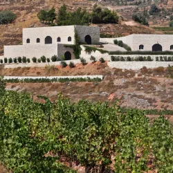 Beqaa Valley Vineyards - Zahlah