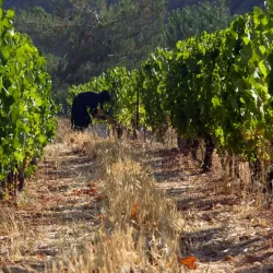 Beqaa Valley Vineyards - Zahlah