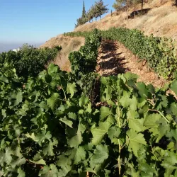 Beqaa Valley Vineyards - Zahlah