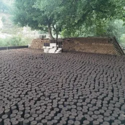 Local Olive Oil Press - Zgharta