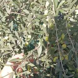 Local Olive Oil Press - Zgharta