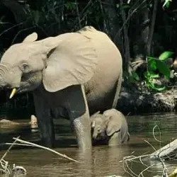 Sapo National Park (nearby) - Zwedru