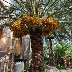 Green Mountain (Jebel Akhdar) Scenic Viewpoints - Al Bayda