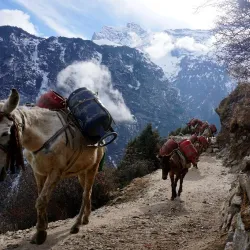 Camel Trekking Tours - Al Kufrah