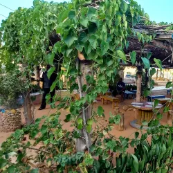 Traditional Libyan Cuisine Experiences - Al Kufrah