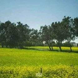 Al Qubbah Archaeological Site - Al Qubbah