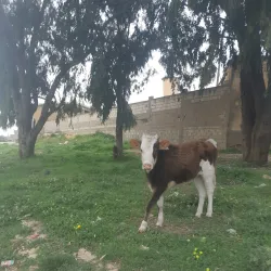 Al Qubbah Mosque - Al Qubbah