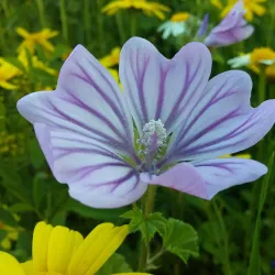 Nearby Coastal Areas - Al Qubbah