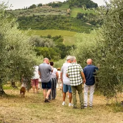 Olive Groves and Agricultural Tours - Al Qubbah