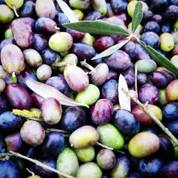 Olive Groves and Agricultural Tours - Al Qubbah