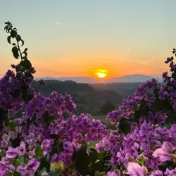 Olive Groves and Agricultural Tours - Al Qubbah
