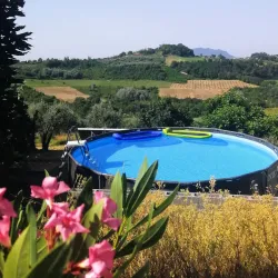 Olive Groves and Agricultural Tours - Al Qubbah