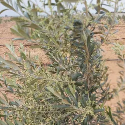 Local Olive Groves - Gharyan