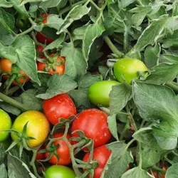 Janzour Old Market (Souq) - Janzour