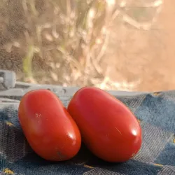 Janzour Old Market (Souq) - Janzour