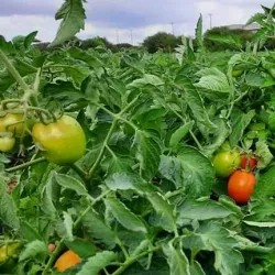 Janzour Old Market (Souq) - Janzour