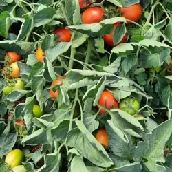 Janzour Old Market (Souq) - Janzour