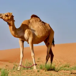 Nearby Desert Excursions - Marādah