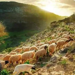 Al Marj Market - Marj