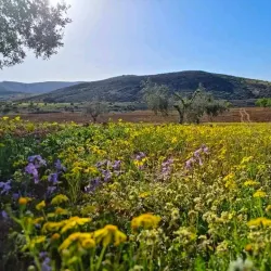 Old Town of Tarhuna - Tarhuna (Tarhunah)