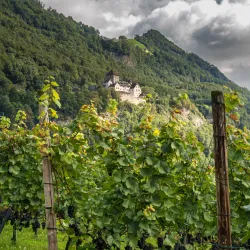 Liechtenstein Wine Trail - Eschen