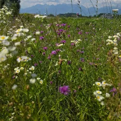 Ruggeller Riet Nature Reserve - Planken