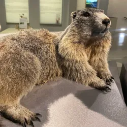 Liechtenstein National Museum (nearby in Vaduz) - Ruggell